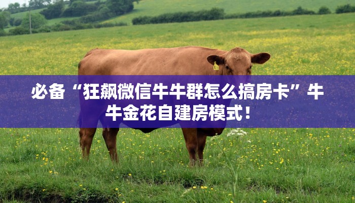 实测教程分享“微信链接斗牛房卡怎么购买”斗牛自建房模式! 实测教程分享“微信链接斗牛房卡怎么购买”斗牛自建房模式!