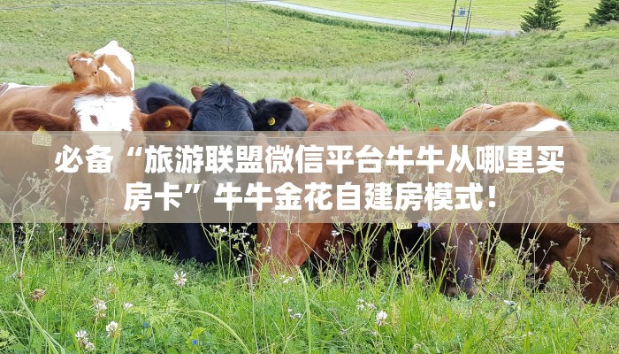 必备“旅游联盟微信平台牛牛从哪里买房卡”牛牛金花自建房模式! 必备“旅游联盟微信平台牛牛从哪里买房卡”牛牛金花自建房模式!