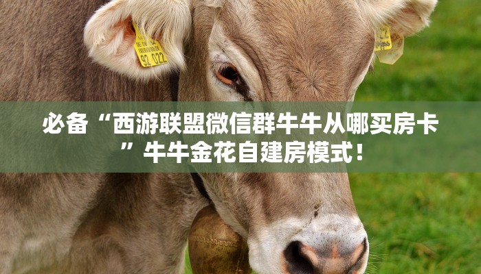 必备“西游联盟微信群牛牛从哪买房卡”牛牛金花自建房模式! 必备“西游联盟微信群牛牛从哪买房卡”牛牛金花自建房模式!