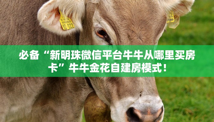 必备“新明珠微信平台牛牛从哪里买房卡”牛牛金花自建房模式! 必备“新明珠微信平台牛牛从哪里买房卡”牛牛金花自建房模式!