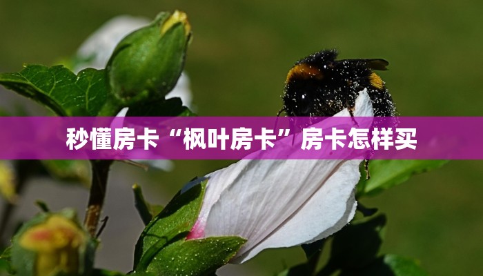 玩家攻略“独角兽房卡如何充值”获取房卡方式 玩家攻略“独角兽房卡如何充值”获取房卡方式